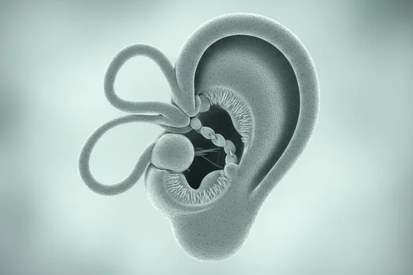 අපේ කන් දෙකේ පුදුම කතාව (Ear Anatomy and Function)