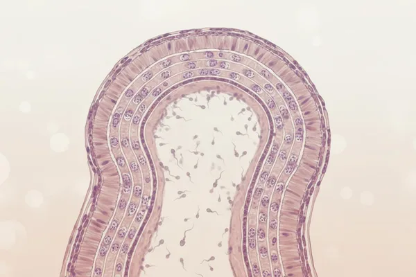 පිරිමින්ගේ ශුක්රාණු ගෙනයන නාලය (Vas Deferens) ගැන ඔයා දැනුවත්ද? අපි මේ ගැන සරලව කතා කරමු!