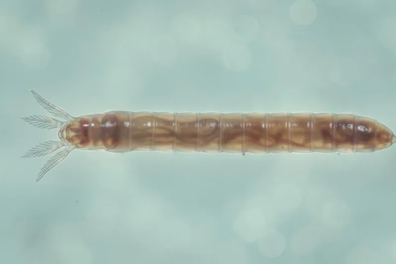 බල්ලන්ගෙන් පූසන්ගෙන් බෝවෙන මේ පණු රෝගය (Toxocariasis) ගැන ඔයා දැනුවත්ද?