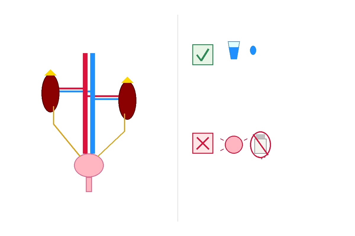 ඔයාගේ වකුගඩු සහ මුත්රා පද්ධතිය (Kidneys and Urinary Tract) ගැන සරලවම දැනගමුද? Infographic
